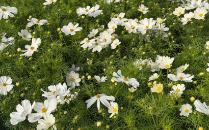 Cosmos bipinnatus